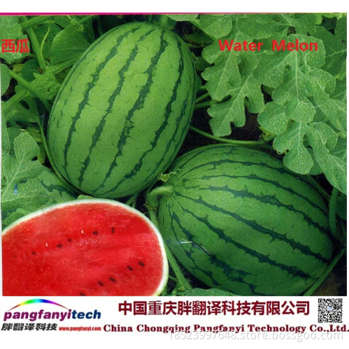 Fresh Tasty Healthy Self-planted Sweet Water Melon